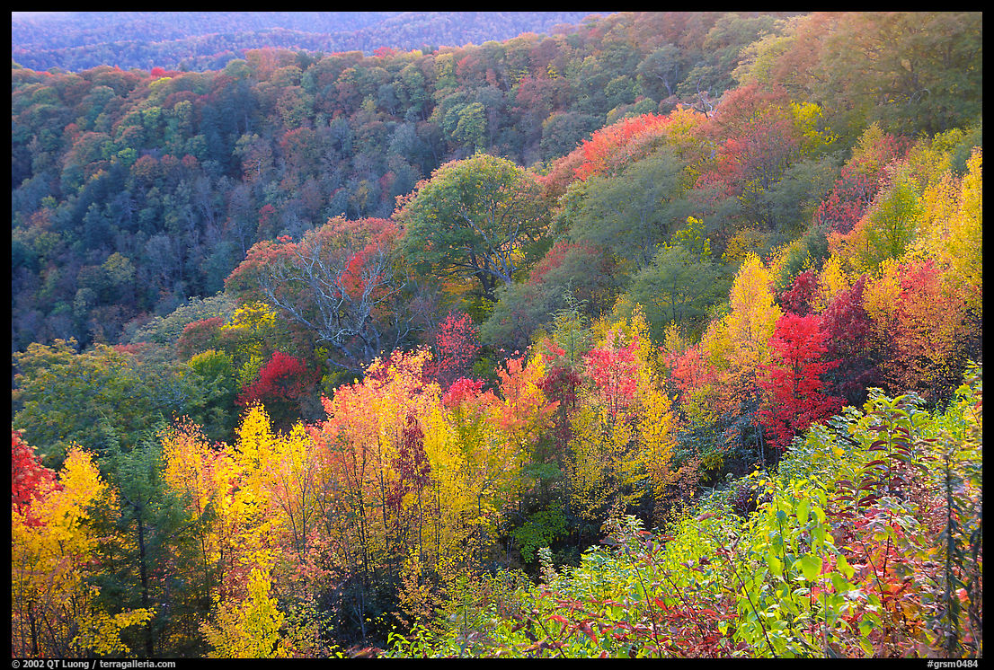 Ridges with trees in fall colors, North Carolina. Great Smoky Mountains National Park, USA.