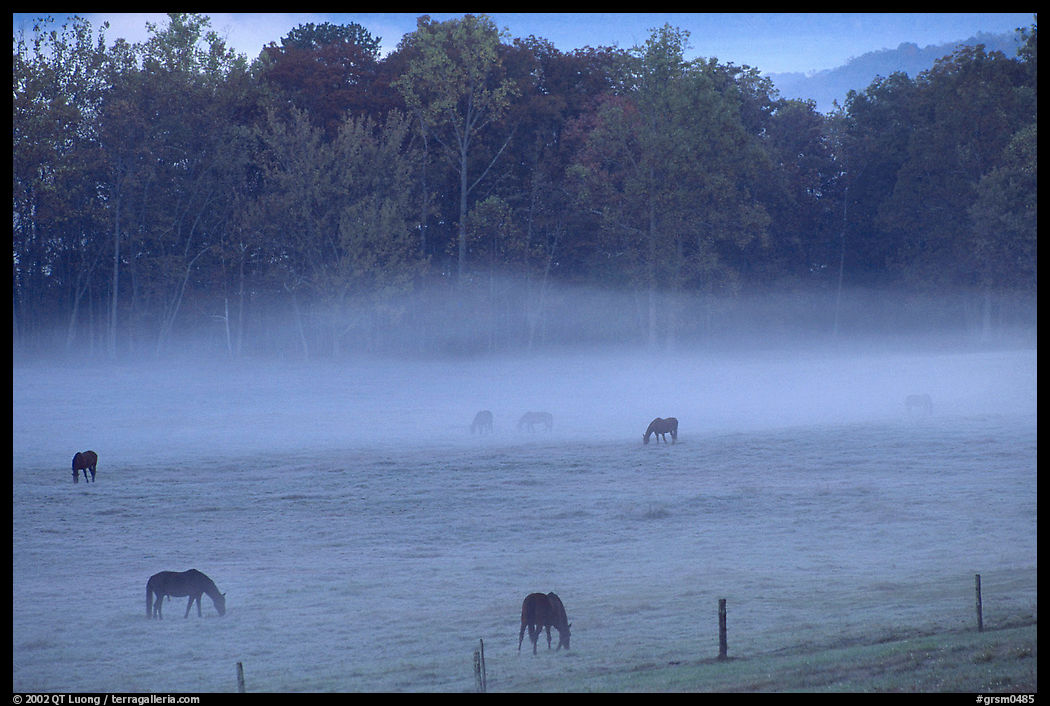 Horses and fog, Cades cove, dawn, Tennessee. Great Smoky Mountains National Park, USA.
