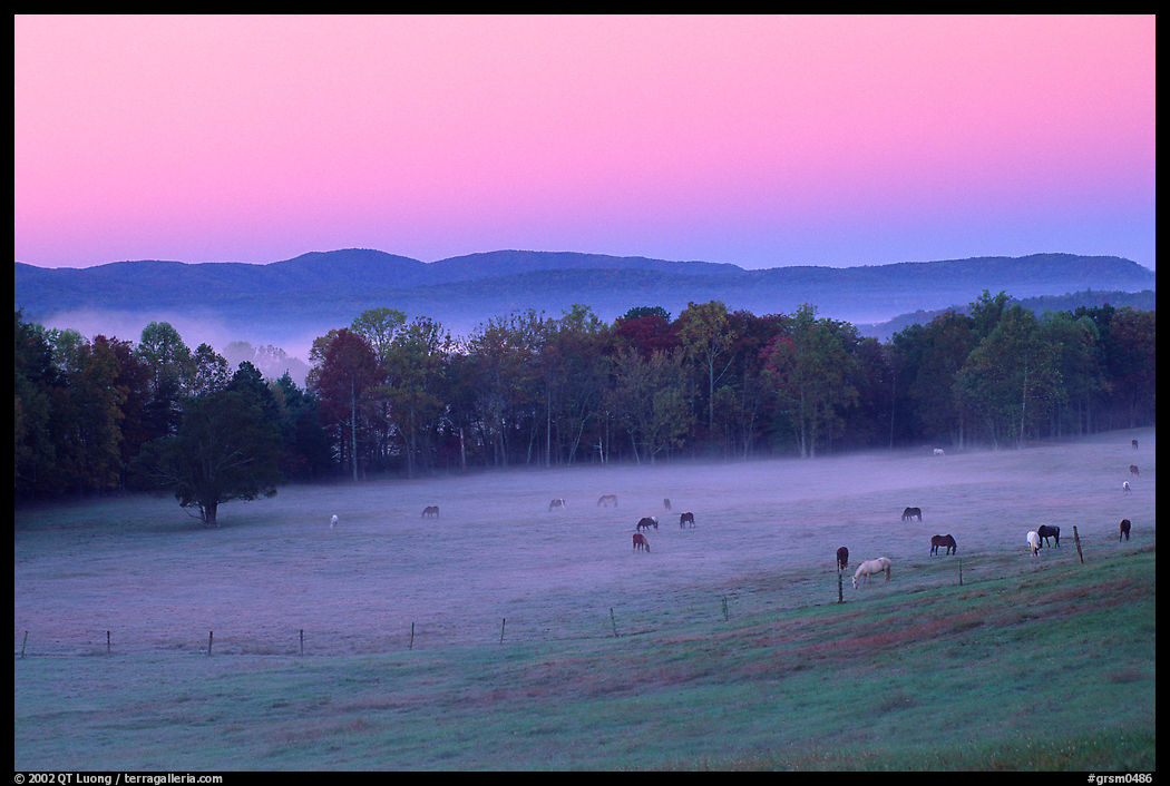 Pasture at dawn with rosy sky, Cades Cove, Tennessee. Great Smoky Mountains National Park, USA.