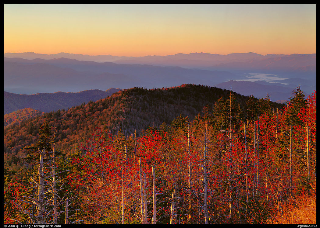 Trees in fall foliage and ridges from Clingman's dome at sunrise, North Carolina. Great Smoky Mountains National Park, USA.