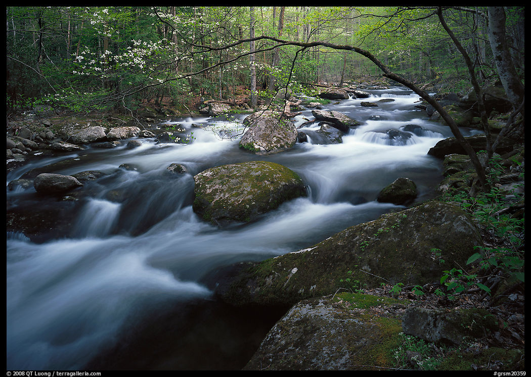 Arching dogwood in bloom over the Middle Prong of the Little River, Tennessee. Great Smoky Mountains National Park, USA.