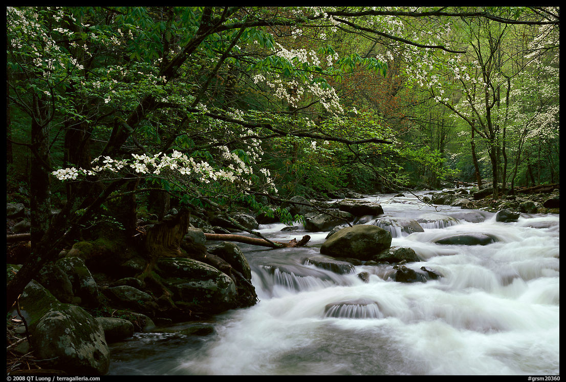 Stream with rapids and dogwoods in spring, Treemont, Tennessee. Great Smoky Mountains National Park, USA.