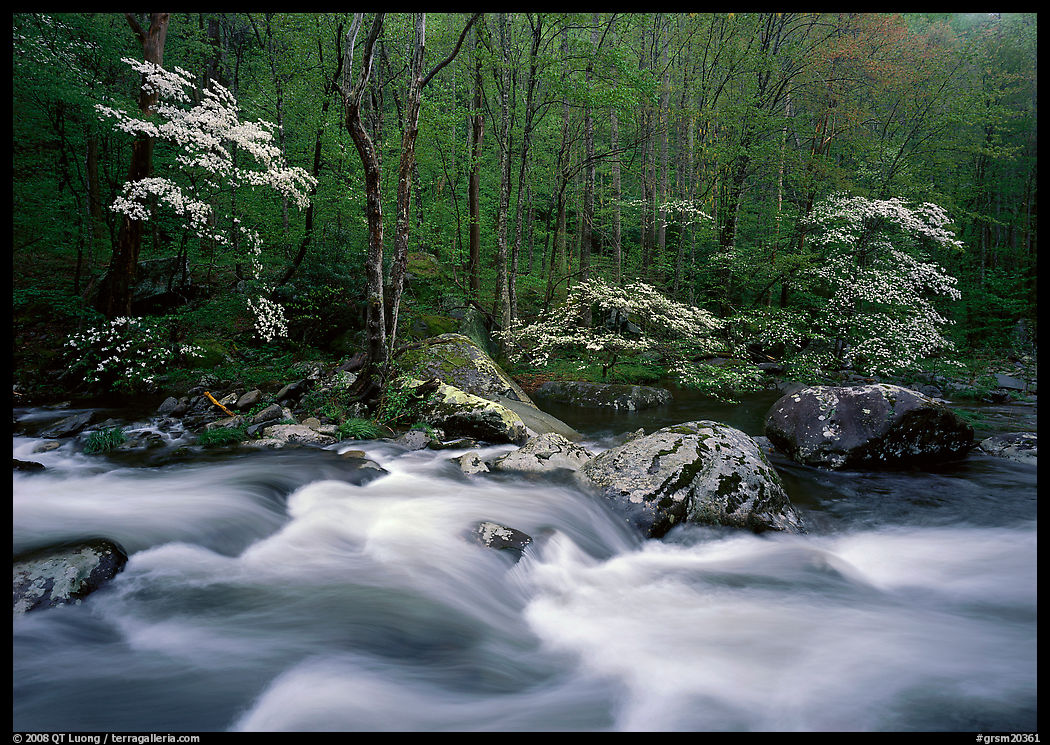 Three dogwoods with blossoms, boulders, flowing water, Middle Prong of the Little River, Tennessee. Great Smoky Mountains National Park, USA.
