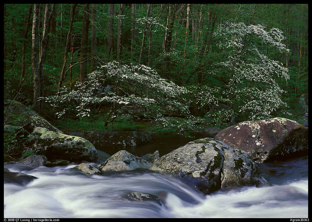 Two blooming dogwoods, boulders, flowing water, Middle Prong of the Little River, Tennessee. Great Smoky Mountains National Park, USA.