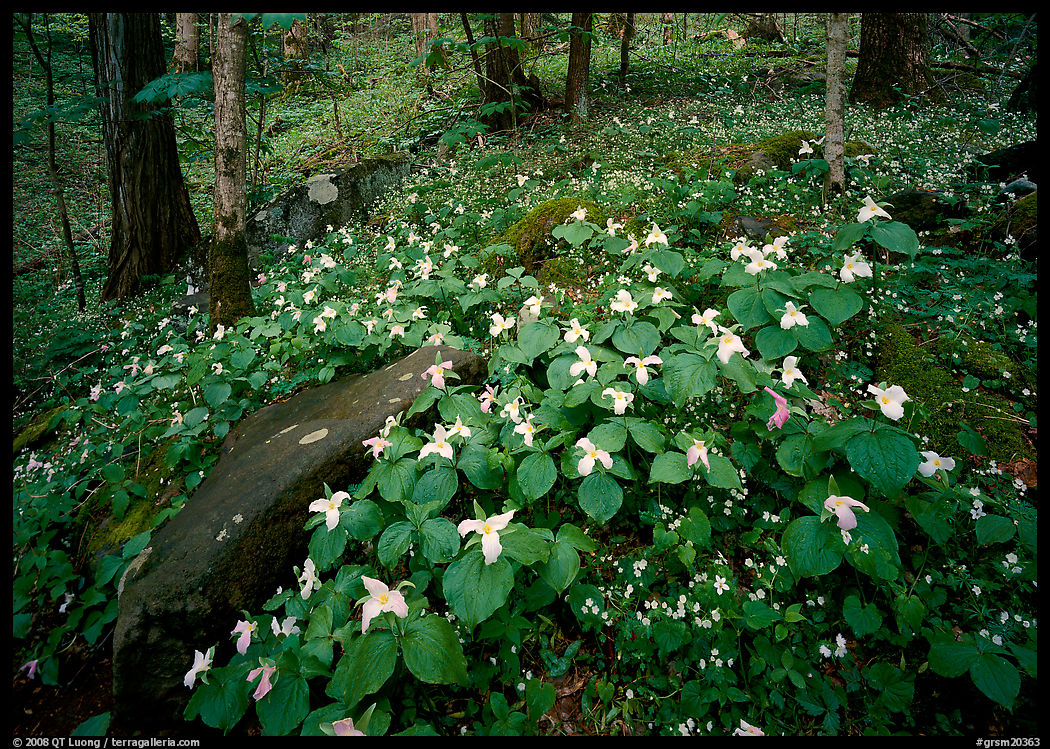 Carpet of White Trilium, Chimney Rock area, Tennessee. Great Smoky Mountains National Park