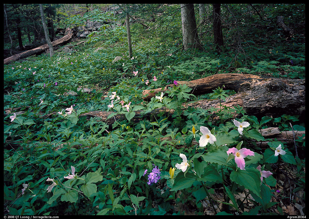 Forest undergrowth with multicolored Trillium, Chimney area, Tennessee. Great Smoky Mountains National Park, USA.