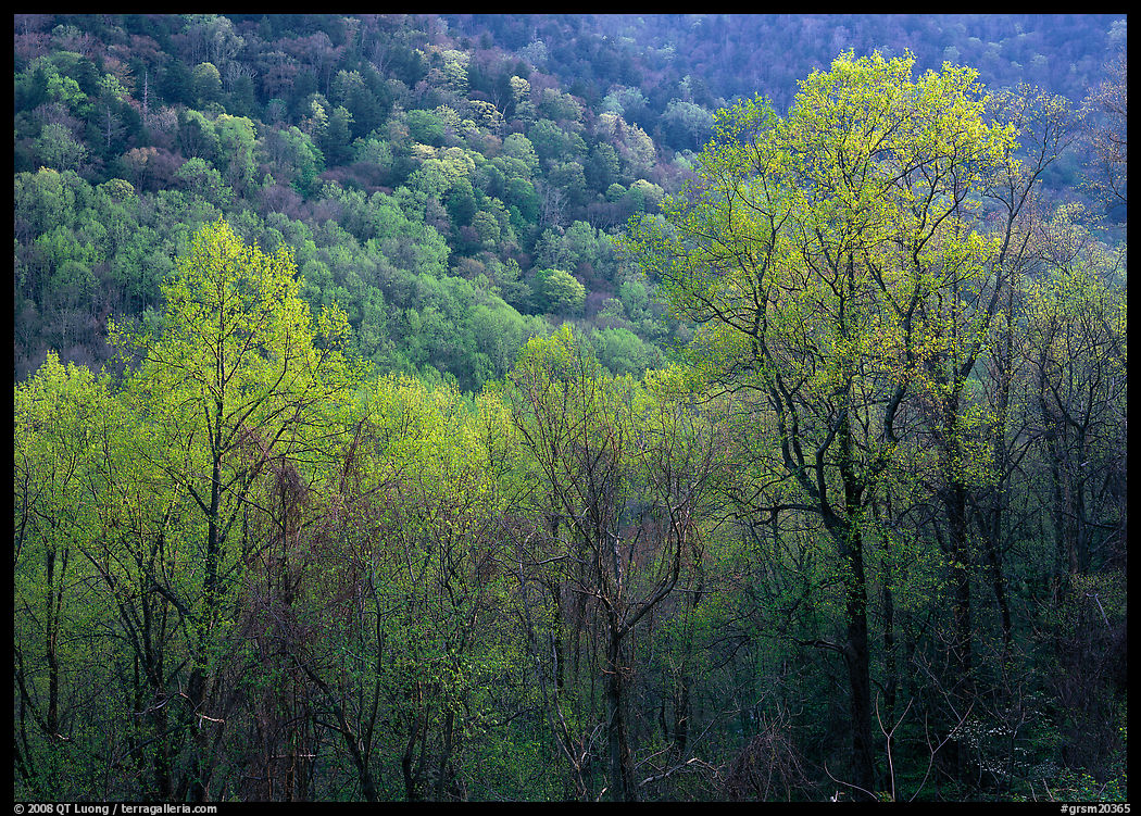 Trees and hillside with light green color of spring, late afternoon, Tennessee. Great Smoky Mountains National Park