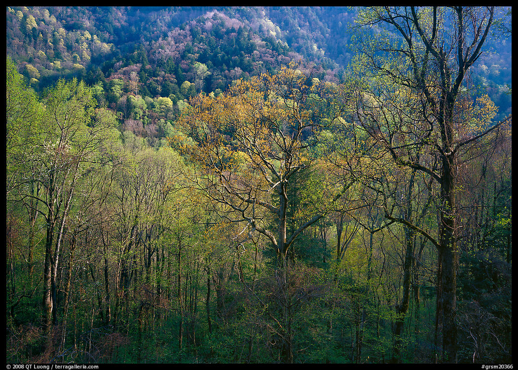 Tender green trees and hillside in spring, late afternoon, Tennessee. Great Smoky Mountains National Park, USA.