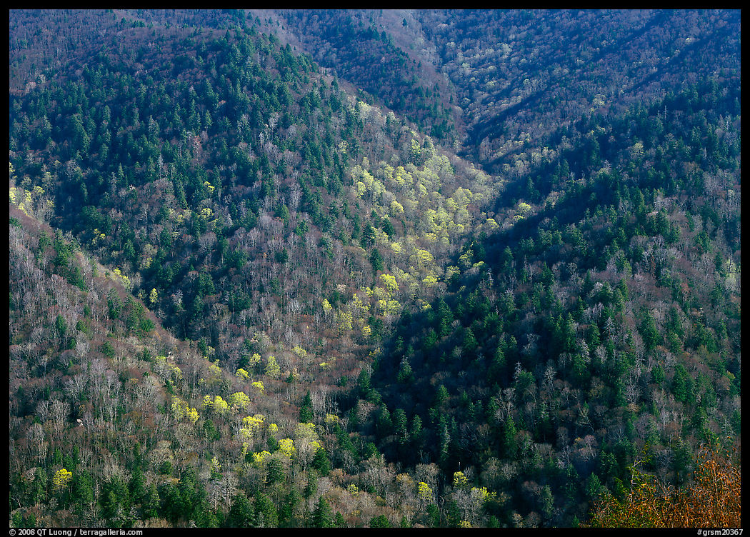 Hillside covered with trees in early spring, North Carolina. Great Smoky Mountains National Park, USA.