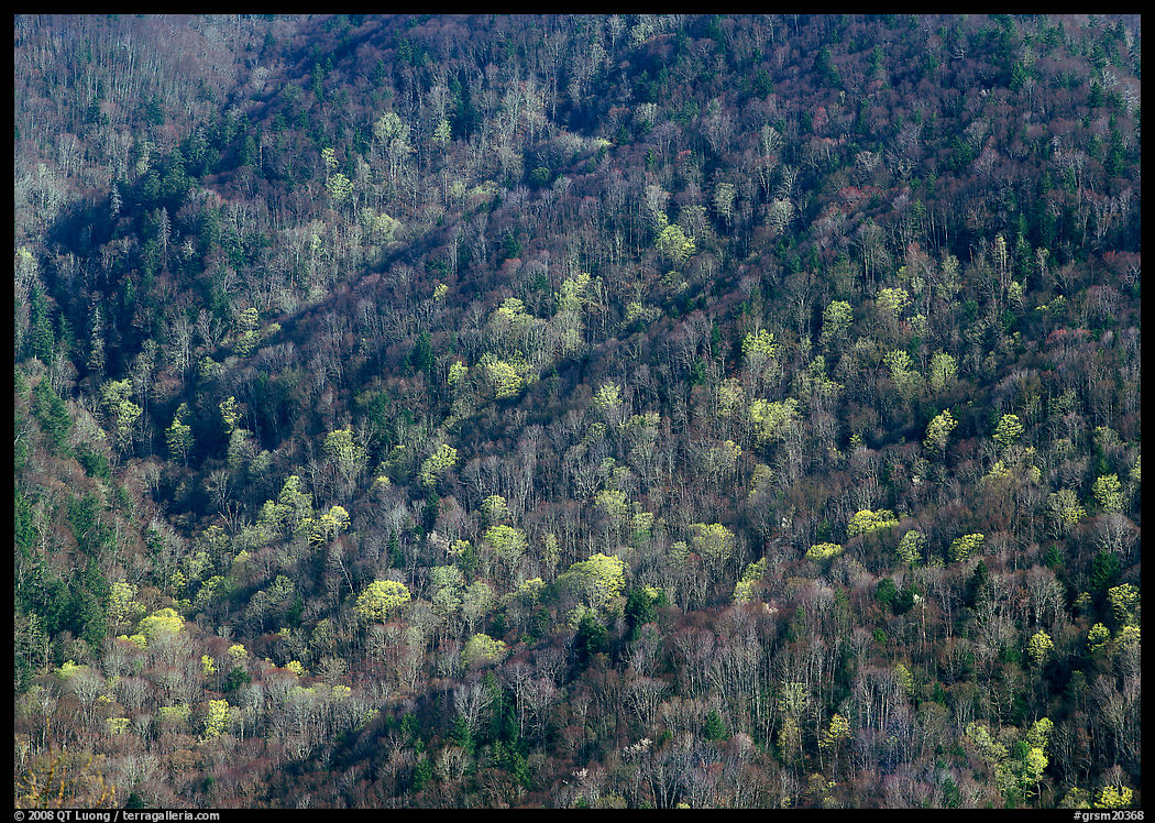 Distant hillside with newly leafed trees, North Carolina. Great Smoky Mountains National Park, USA.