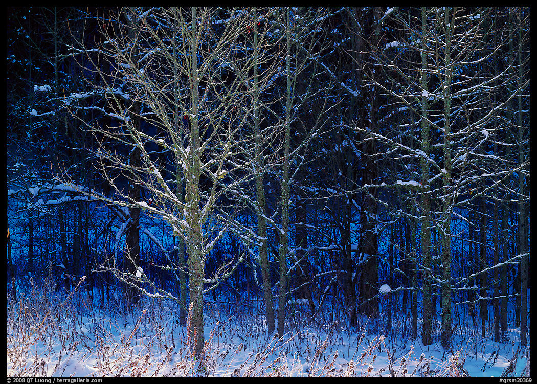 Bare trees in winter, early morning, Tennessee. Great Smoky Mountains National Park, USA.