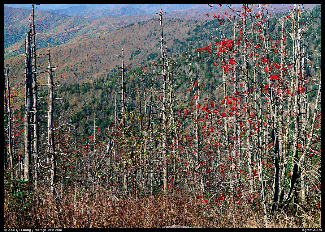 Bare mountain ash trees with red berries and hillside, Clingsman Dome. Great Smoky Mountains National Park, USA.
