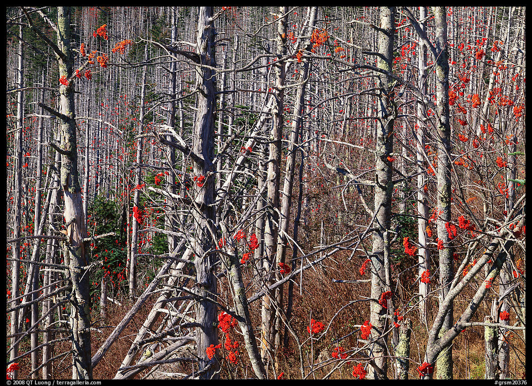 Bare trees with Mountain Ash berries, North Carolina. Great Smoky Mountains National Park, USA.