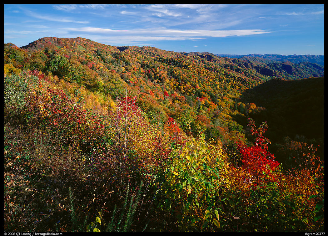 Hillsides covered with trees in autumn color near Newfound Gap, afternoon, North Carolina. Great Smoky Mountains National Park, USA.