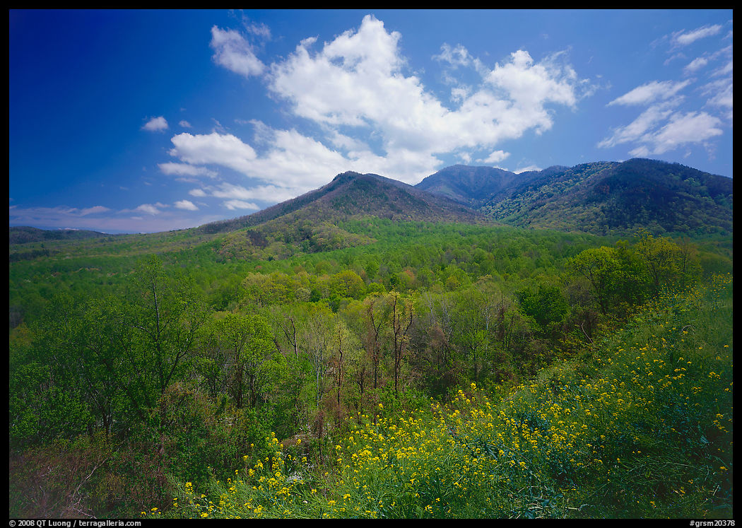 Hillsides covered with trees below Mount Le Conte in the spring, Tennessee. Great Smoky Mountains National Park, USA.