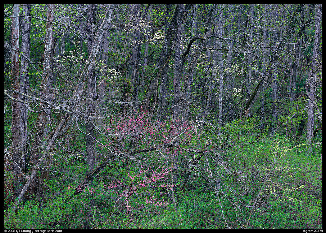 Bare trees, redbuds, and dogwoods in bloom, North Carolina. Great Smoky Mountains National Park, USA.