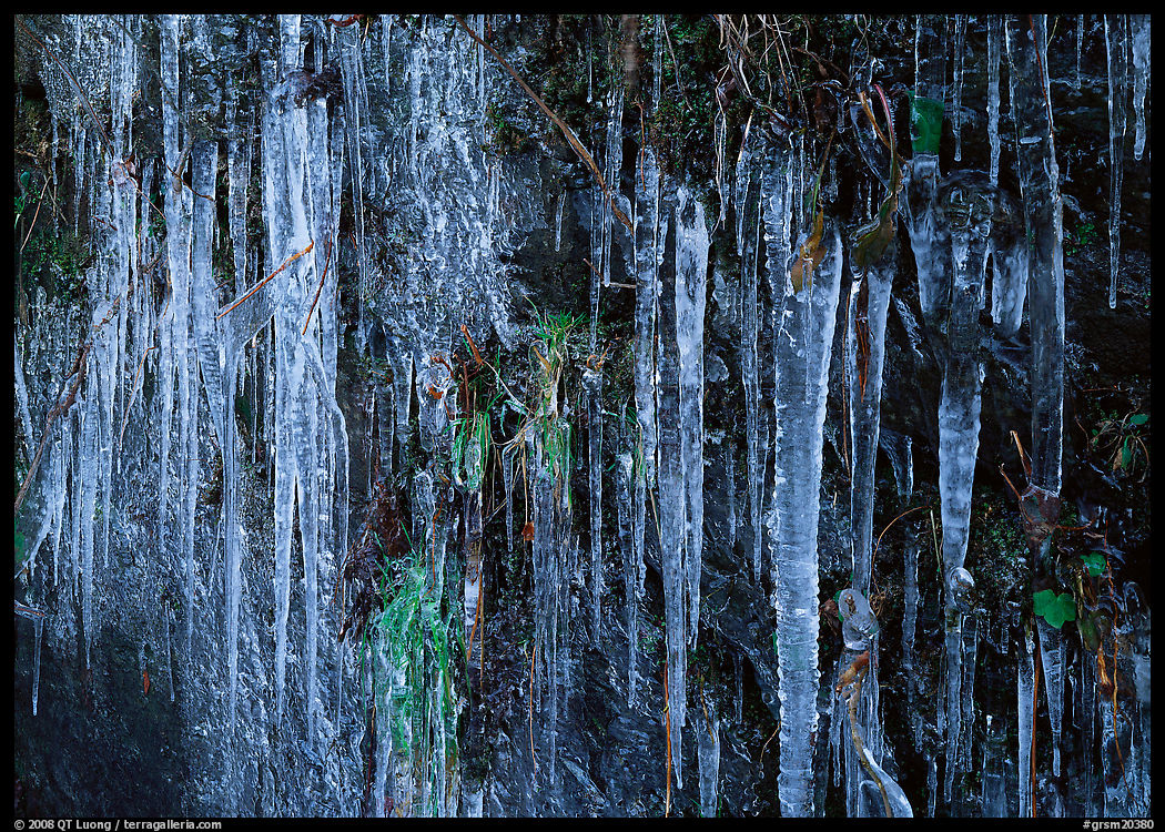 Icicles and green leaves. Great Smoky Mountains National Park, USA.