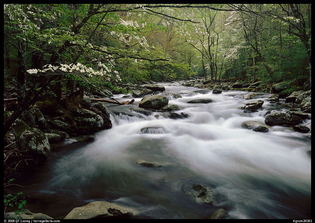 Fluid stream with and dogwoods trees in spring, Treemont, Tennessee. Great Smoky Mountains National Park, USA.