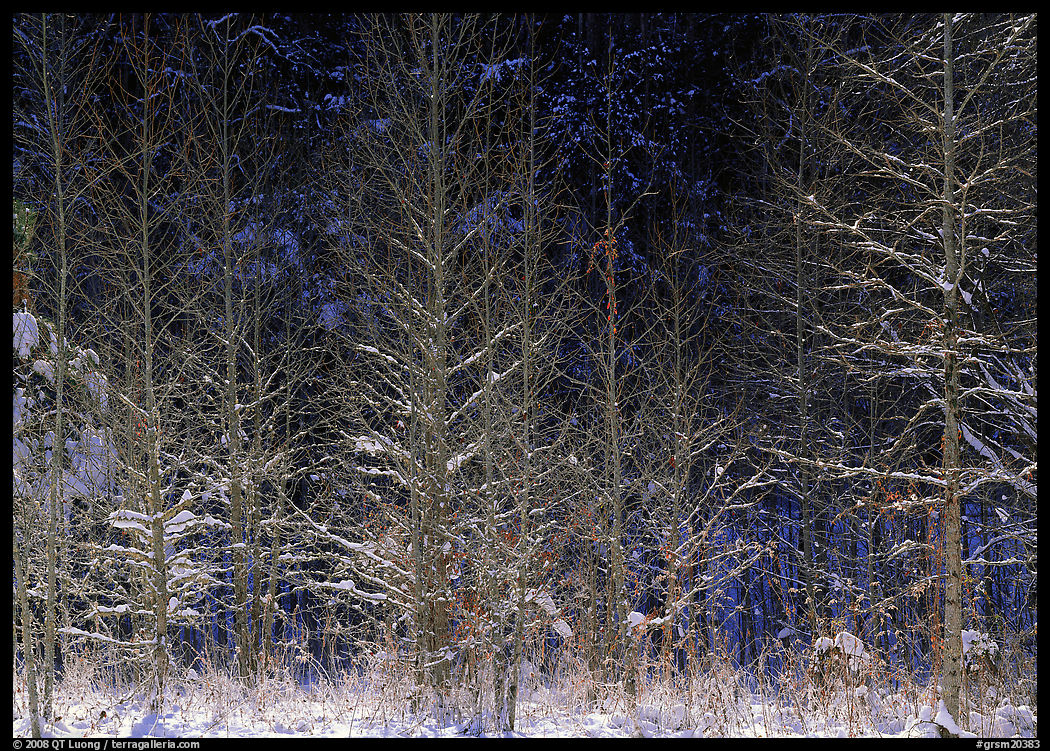 Sunlit trees in winter. Great Smoky Mountains National Park, USA.