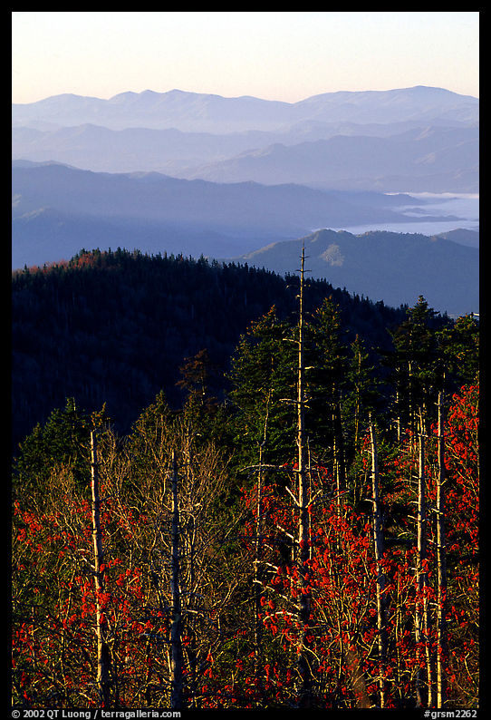 Half-barren trees and ridges from Clingmans Dome at sunrise, North Carolina. Great Smoky Mountains National Park, USA.