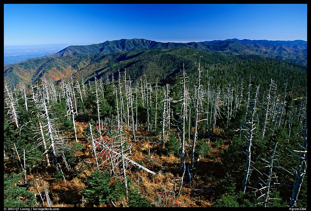 Bare trees on the top of Clingman's dome, morning, North Carolina. Great Smoky Mountains National Park