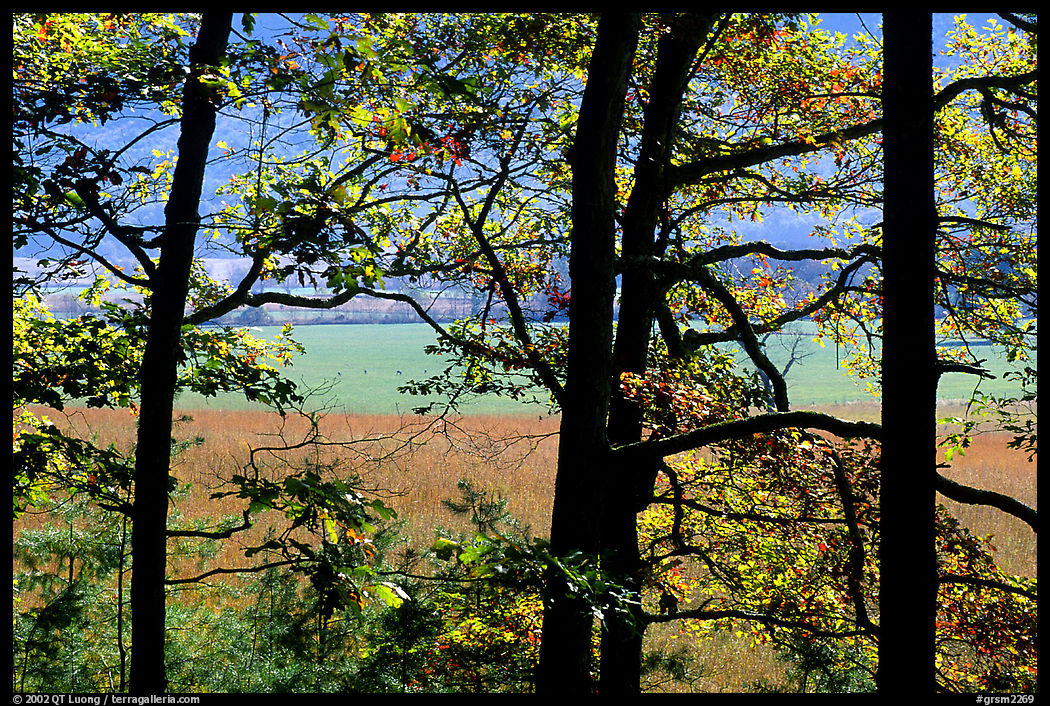 Meadows seen through trees, Cades Cove, Tennessee. Great Smoky Mountains National Park, USA.