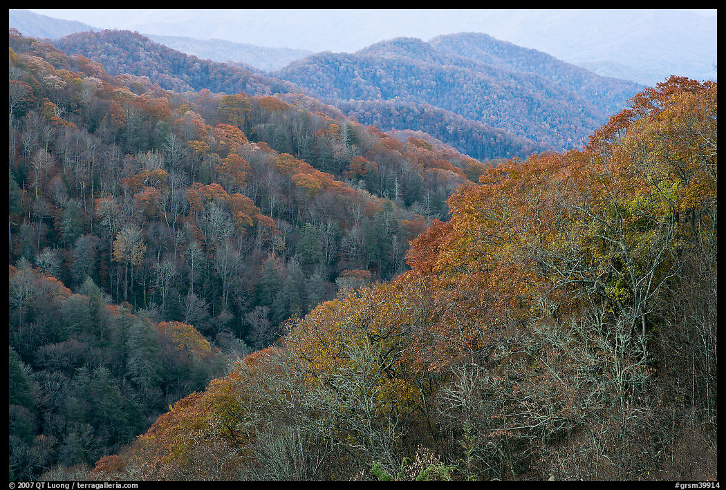 Ridges covered with deciduous trees in fall, North Carolina. Great Smoky Mountains National Park