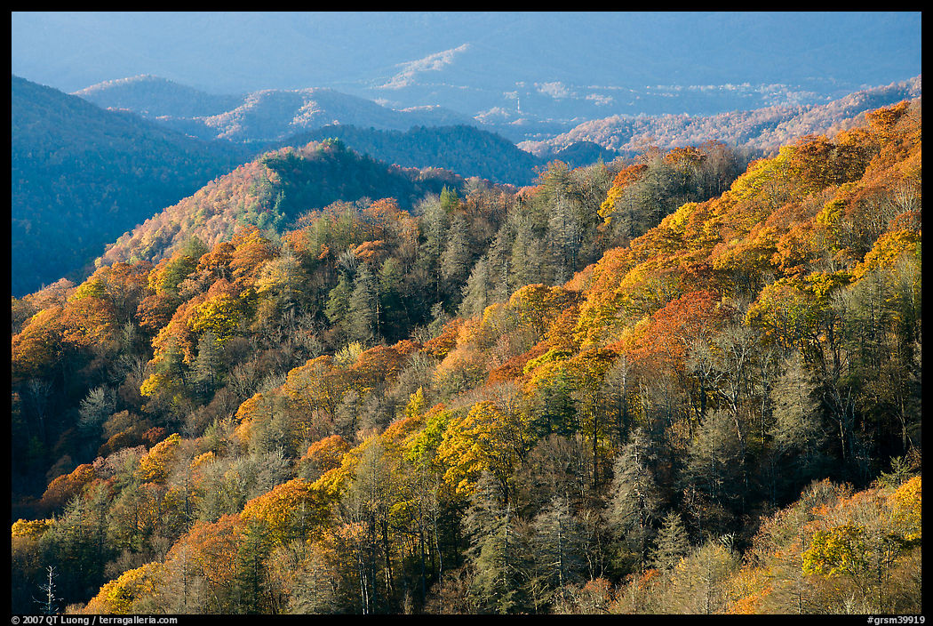 Hills covered with trees in autumn foliage, early morning, North Carolina. Great Smoky Mountains National Park