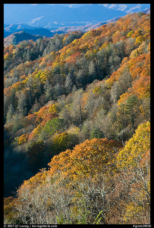 Slopes with forest in fall foliage, North Carolina. Great Smoky Mountains National Park