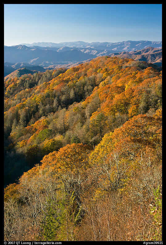Ridges with trees in fall foliage, North Carolina. Great Smoky Mountains National Park, USA.