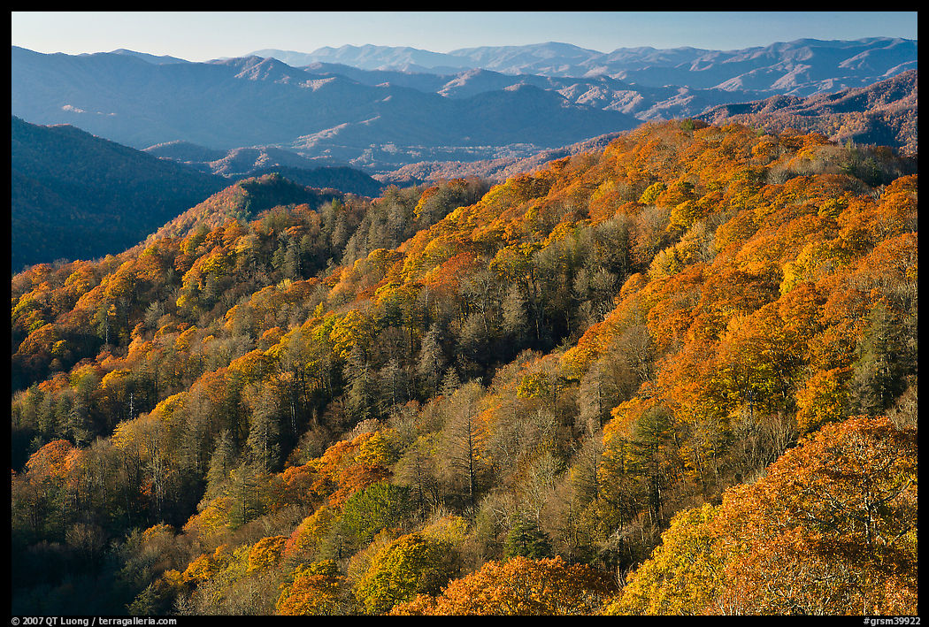 Ridges with trees in autumn foliage, North Carolina. Great Smoky Mountains National Park