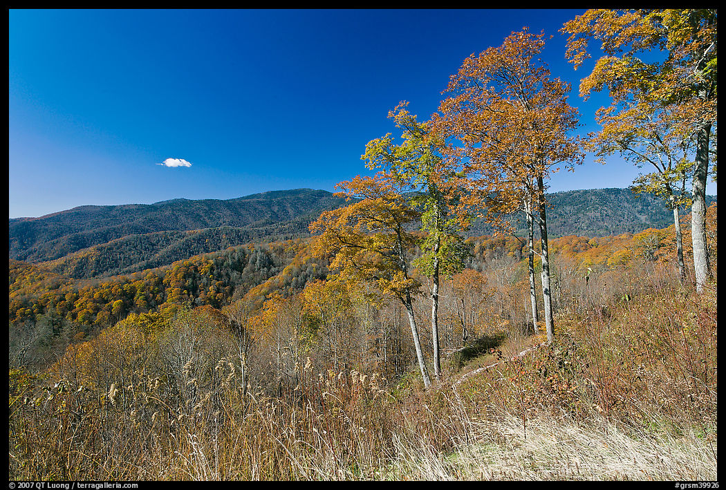 Trees in autumn foliage and mountain view, North Carolina. Great Smoky Mountains National Park