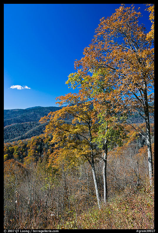 Trees in autumn colors and mountain vista, North Carolina. Great Smoky Mountains National Park