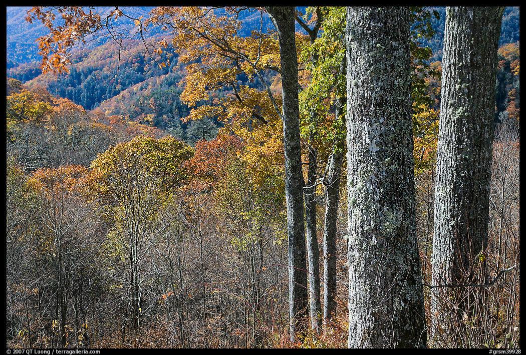 Tree trunks, distant valley, and fall colors, North Carolina. Great Smoky Mountains National Park