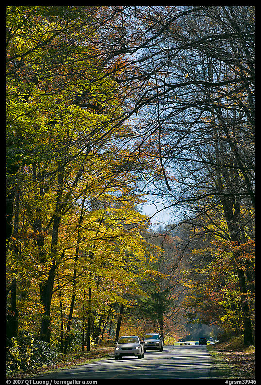 Cars on main park road with fall foliage, North Carolina. Great Smoky Mountains National Park, USA.