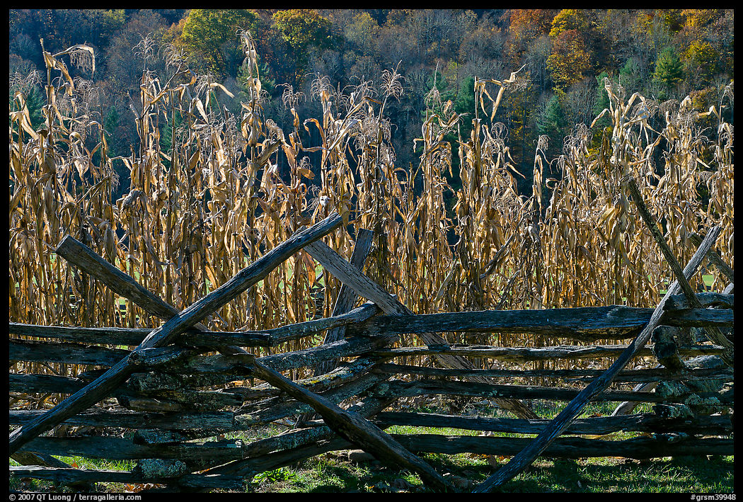 Fence and corn, Oconaluftee Mountain Farm, North Carolina. Great Smoky Mountains National Park, USA.