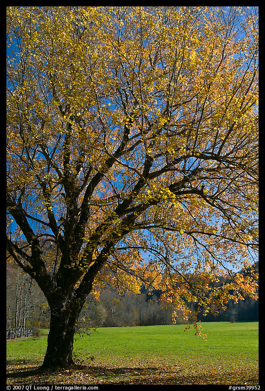 Tree in fall foliage and meadow, Oconaluftee, North Carolina. Great Smoky Mountains National Park, USA.