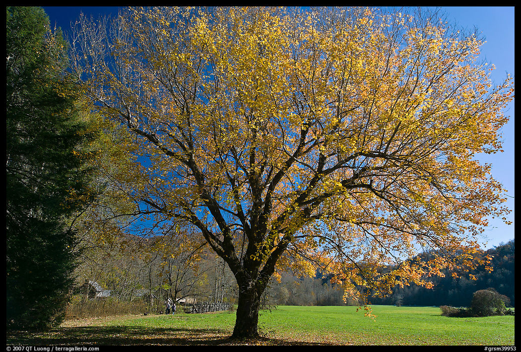 Tree in autumn foliage and meadow, Oconaluftee, North Carolina. Great Smoky Mountains National Park, USA.