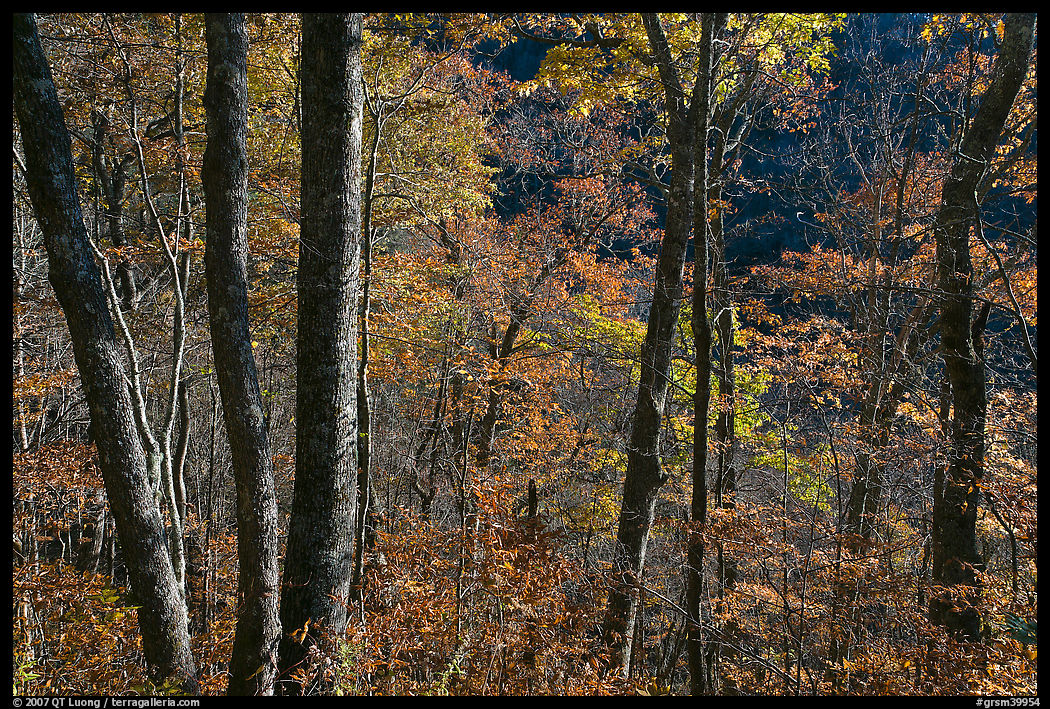 Backlit trees in autumn foliage, Balsam Mountain, North Carolina. Great Smoky Mountains National Park