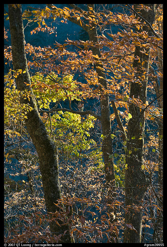 Backlit trees in fall foliage, Balsam Mountain, North Carolina. Great Smoky Mountains National Park, USA.