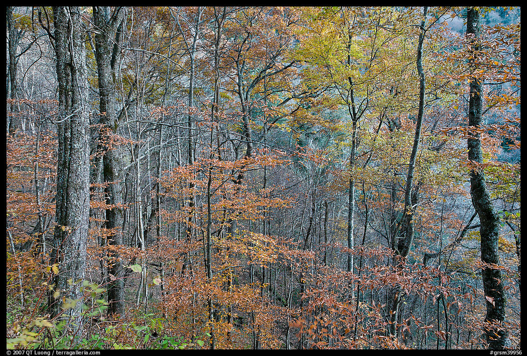 Trees in autumn colors in muted light, Balsam Mountain, North Carolina. Great Smoky Mountains National Park