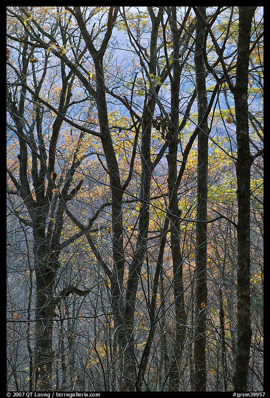Trunks and fall colors, Balsam Mountain, North Carolina. Great Smoky Mountains National Park