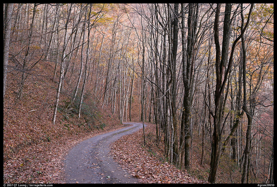 Unpaved road in fall forest, Balsam Mountain, North Carolina. Great Smoky Mountains National Park, USA.