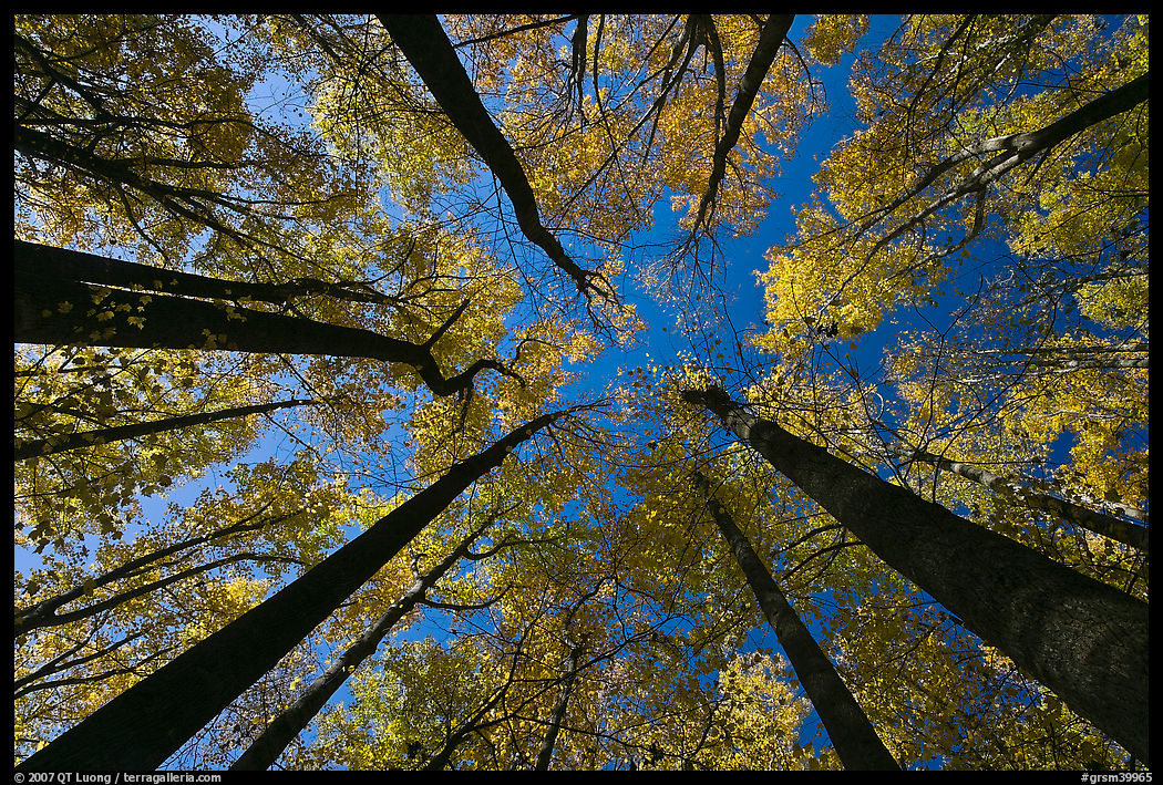 Looking up forest in fall color, Tennessee. Great Smoky Mountains National Park, USA.