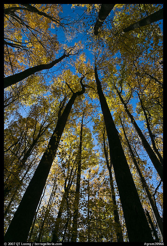 Looking up forest in fall foliage, Tennessee. Great Smoky Mountains National Park