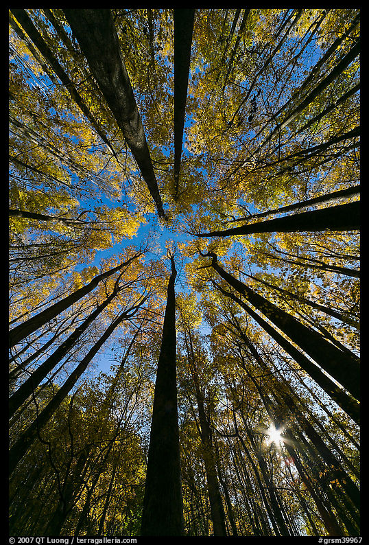 Forest in autumn color with sun through trees, Tennessee. Great Smoky Mountains National Park, USA.