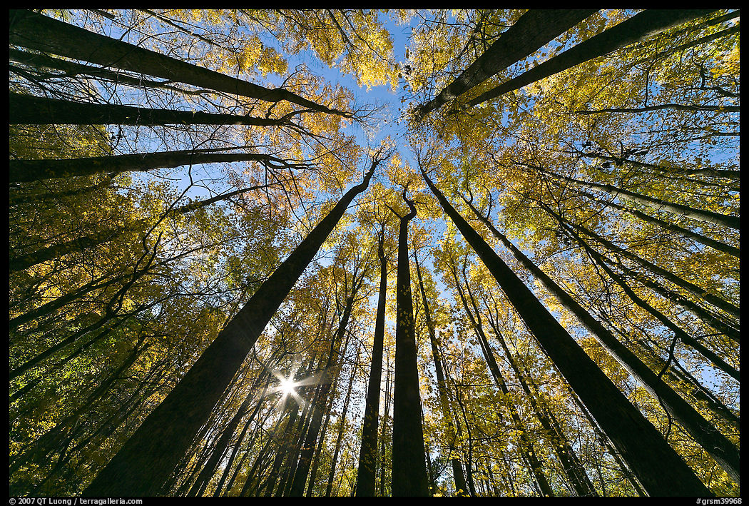 Forest in fall foliage with sun through trees, Tennessee. Great Smoky Mountains National Park, USA.