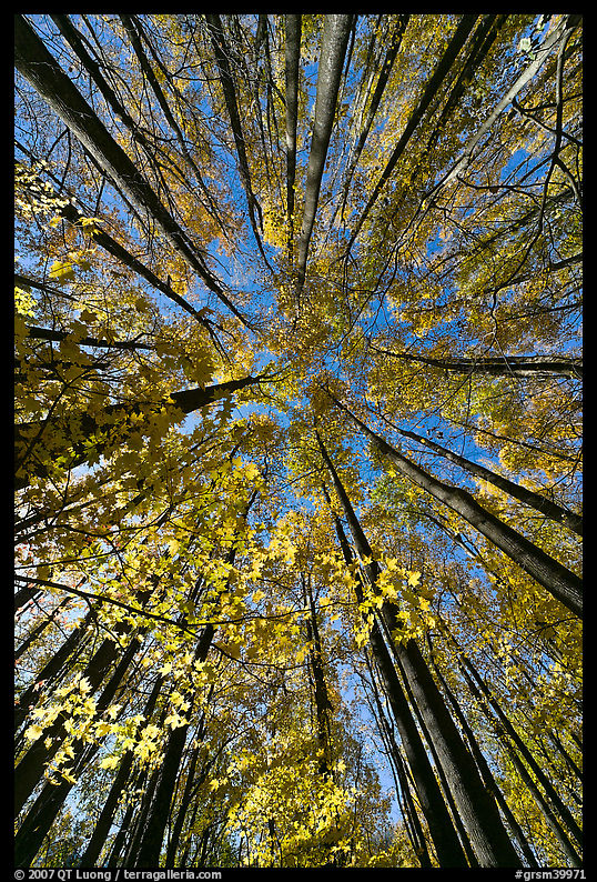 Looking up yellow leaves and forest in autumn color, Tennessee. Great Smoky Mountains National Park, USA.