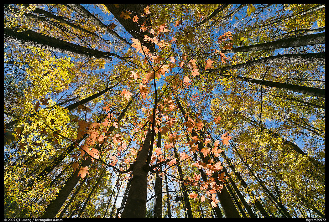 Looking up red leaves and forest in autumn foliage, Tennessee. Great Smoky Mountains National Park, USA.