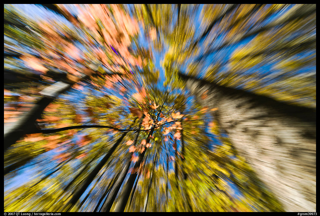 Motion zoom effect, forest in fall foliage, Tennessee. Great Smoky Mountains National Park, USA.